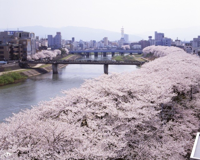 桜が開花しました。